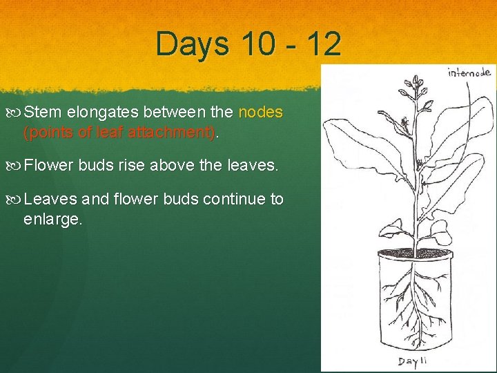 Days 10 - 12 Stem elongates between the nodes (points of leaf attachment). Flower