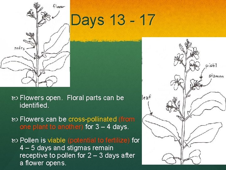 Days 13 - 17 Flowers open. Floral parts can be identified. Flowers can be