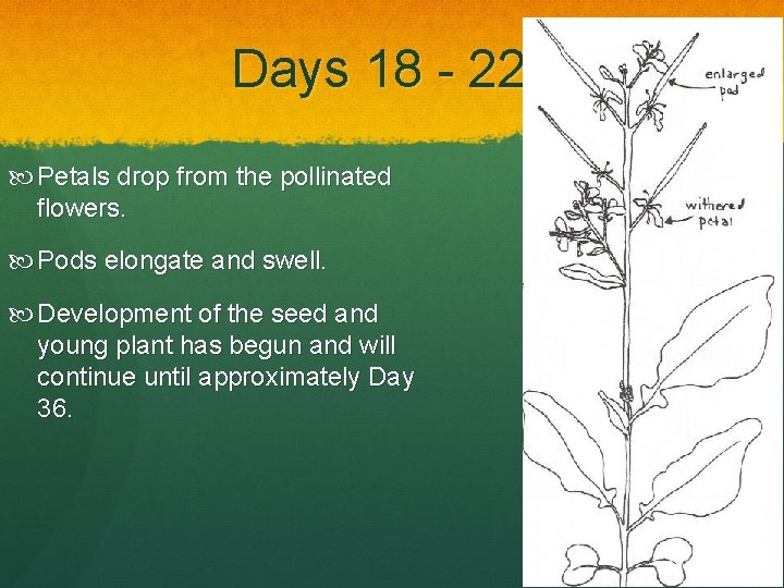 Days 18 - 22 Petals drop from the pollinated flowers. Pods elongate and swell.