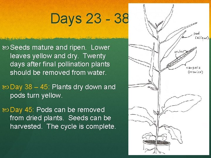 Days 23 - 38 Seeds mature and ripen. Lower leaves yellow and dry. Twenty