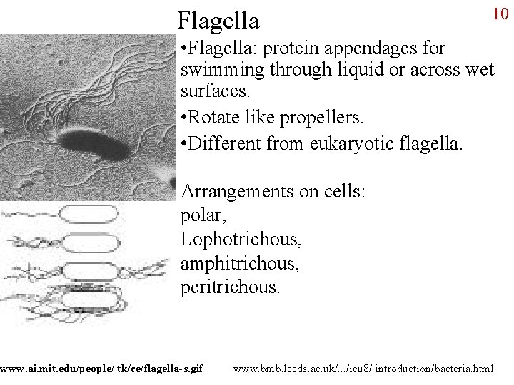 Flagella 10 • Flagella: protein appendages for swimming through liquid or across wet surfaces.
