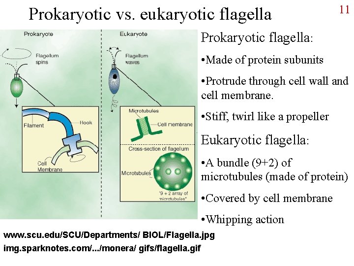 Prokaryotic vs. eukaryotic flagella 11 Prokaryotic flagella: • Made of protein subunits • Protrude