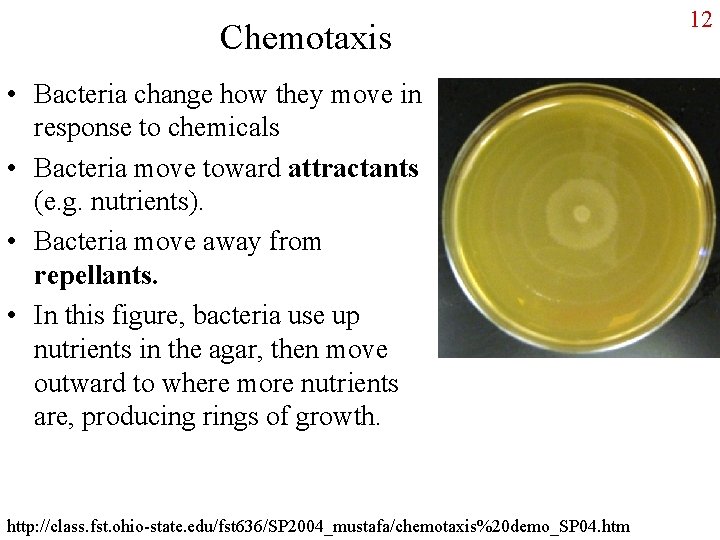Chemotaxis • Bacteria change how they move in response to chemicals • Bacteria move