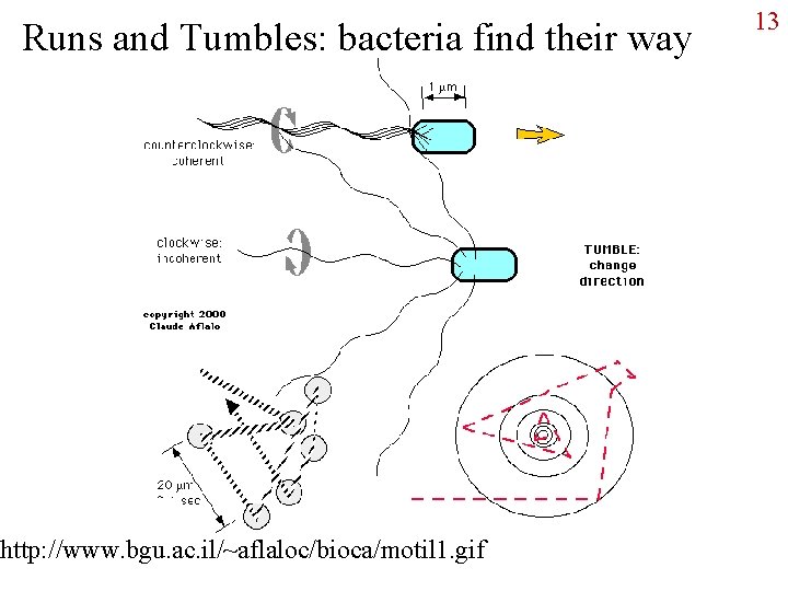 Runs and Tumbles: bacteria find their way http: //www. bgu. ac. il/~aflaloc/bioca/motil 1. gif