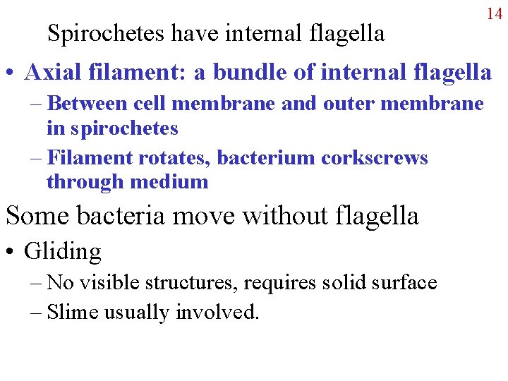 Spirochetes have internal flagella 14 • Axial filament: a bundle of internal flagella –