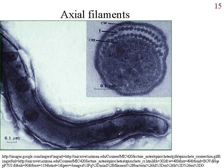 Axial filaments 15 http: //images. google. com/imgres? imgurl=http: //microvet. arizona. edu/Courses/MIC 420/lecture_notes/spirochetes/gifs/spirochete_crossection. gif& imgrefurl=http: