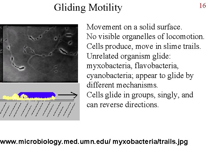 Gliding Motility 16 Movement on a solid surface. No visible organelles of locomotion. Cells
