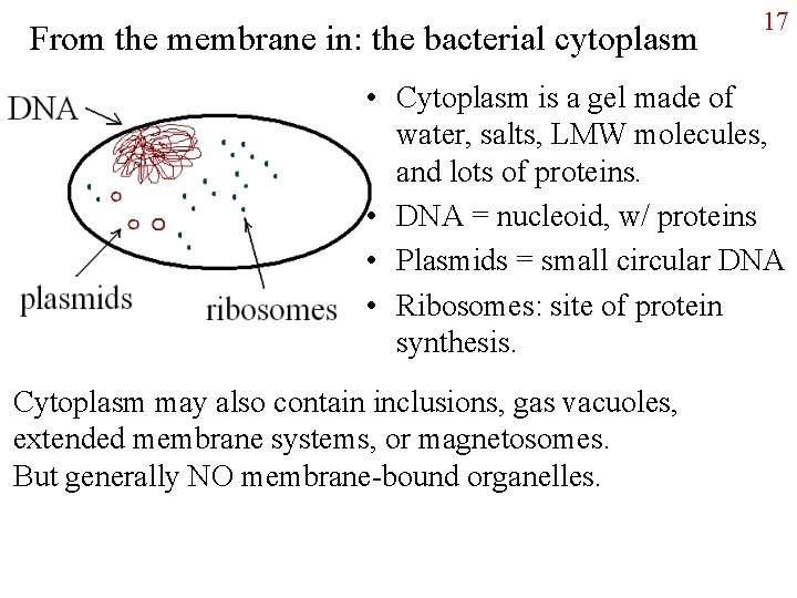 From the membrane in: the bacterial cytoplasm 17 • Cytoplasm is a gel made