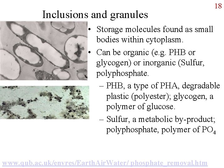 Inclusions and granules 18 • Storage molecules found as small bodies within cytoplasm. •