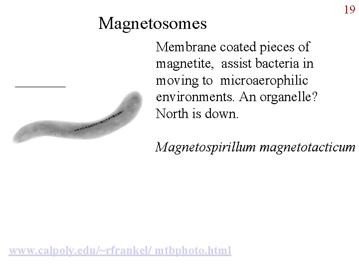 Magnetosomes 19 Membrane coated pieces of magnetite, assist bacteria in moving to microaerophilic environments.