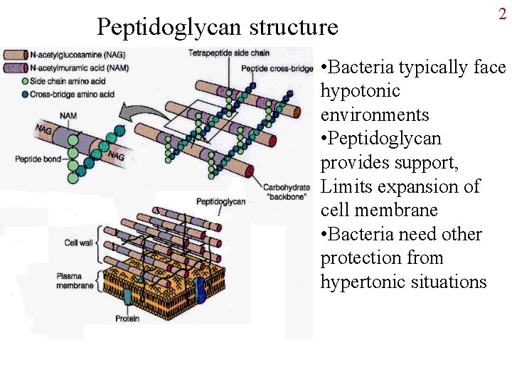 Peptidoglycan structure 2 • Bacteria typically face hypotonic environments • Peptidoglycan provides support, Limits