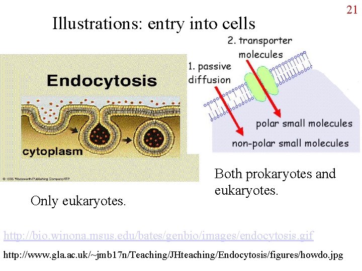 Illustrations: entry into cells Only eukaryotes. Both prokaryotes and eukaryotes. http: //bio. winona. msus.