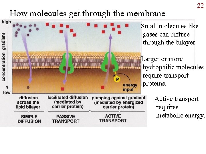 How molecules get through the membrane 22 Small molecules like gases can diffuse through