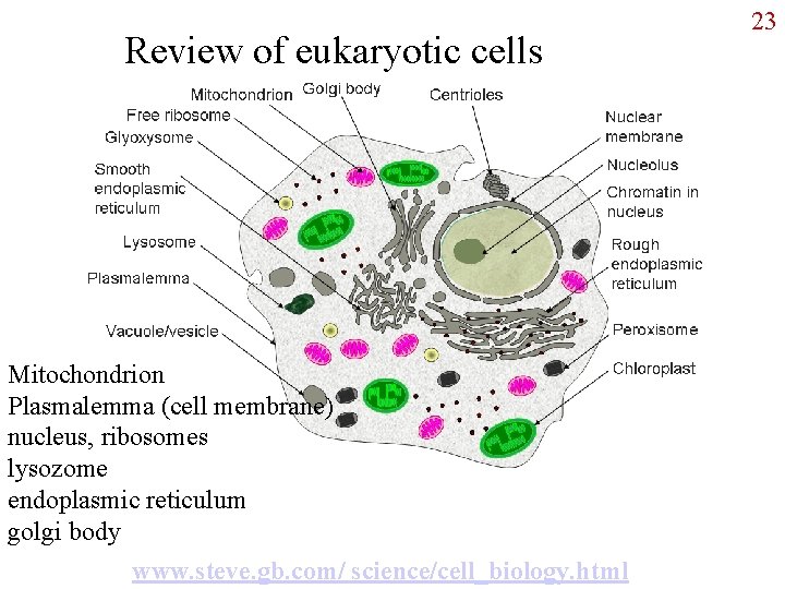 Review of eukaryotic cells Mitochondrion Plasmalemma (cell membrane) nucleus, ribosomes lysozome endoplasmic reticulum golgi