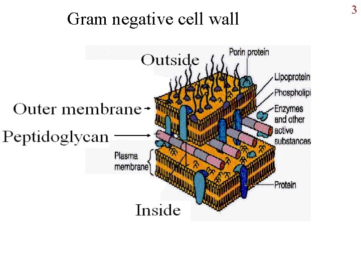 Gram negative cell wall 3 