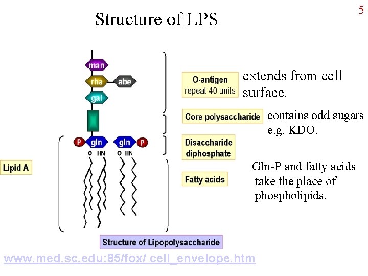 5 Structure of LPS extends from cell surface. contains odd sugars e. g. KDO.