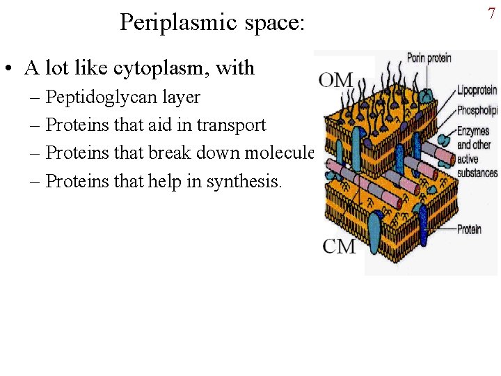 Periplasmic space: • A lot like cytoplasm, with – Peptidoglycan layer – Proteins that