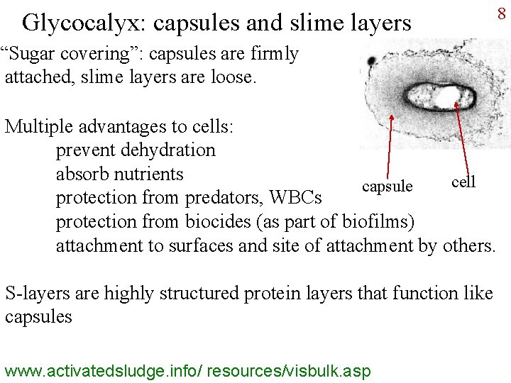 Glycocalyx: capsules and slime layers “Sugar covering”: capsules are firmly attached, slime layers are