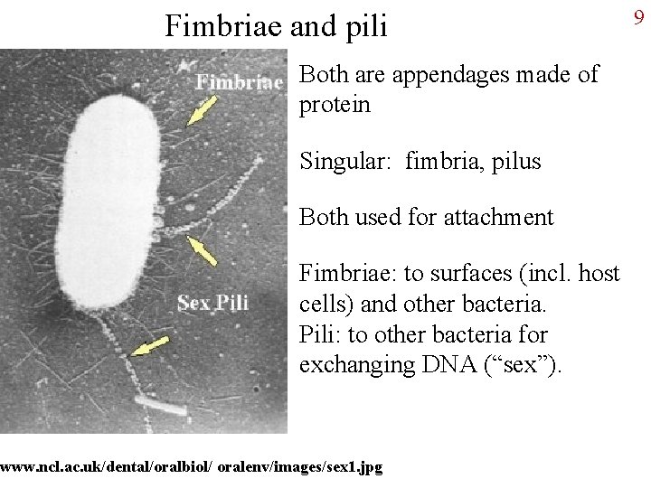 Fimbriae and pili Both are appendages made of protein Singular: fimbria, pilus Both used