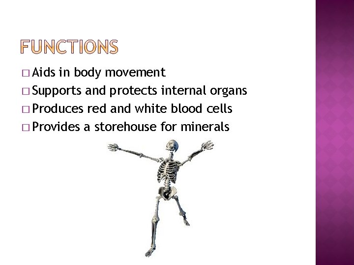 � Aids in body movement � Supports and protects internal organs � Produces red