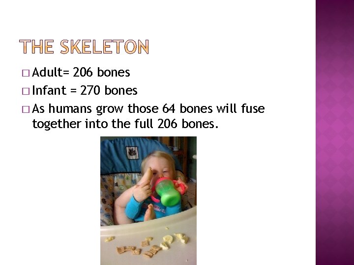 � Adult= 206 bones � Infant = 270 bones � As humans grow those