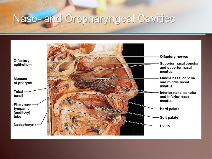 Naso- and Oropharyngeal Cavities 