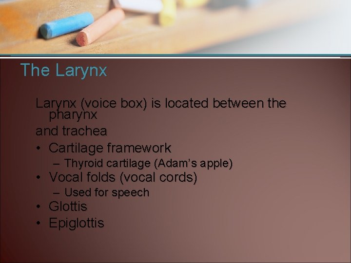 The Larynx (voice box) is located between the pharynx and trachea • Cartilage framework