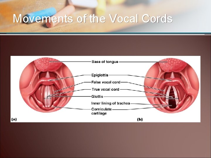 Movements of the Vocal Cords 