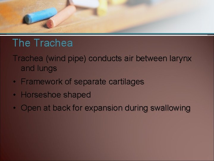 The Trachea (wind pipe) conducts air between larynx and lungs • Framework of separate