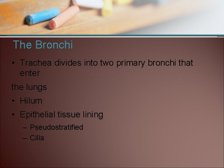 The Bronchi • Trachea divides into two primary bronchi that enter the lungs •