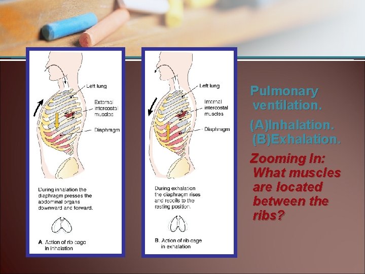 Pulmonary ventilation. (A)Inhalation. (B)Exhalation. Zooming In: What muscles are located between the ribs? 