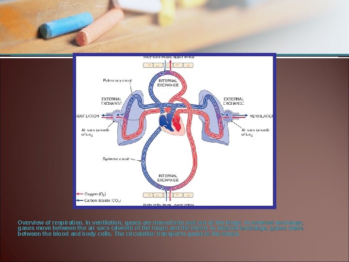 Overview of respiration. In ventilation, gases are moved into and out of the lungs.