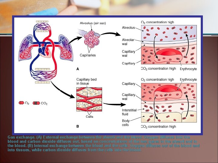 Gas exchange. (A) External exchange between the alveoli and the blood. Oxygen diffuses into