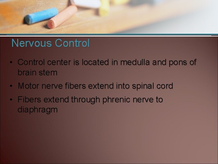 Nervous Control • Control center is located in medulla and pons of brain stem