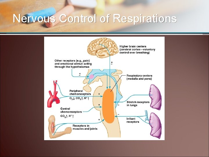 Nervous Control of Respirations 