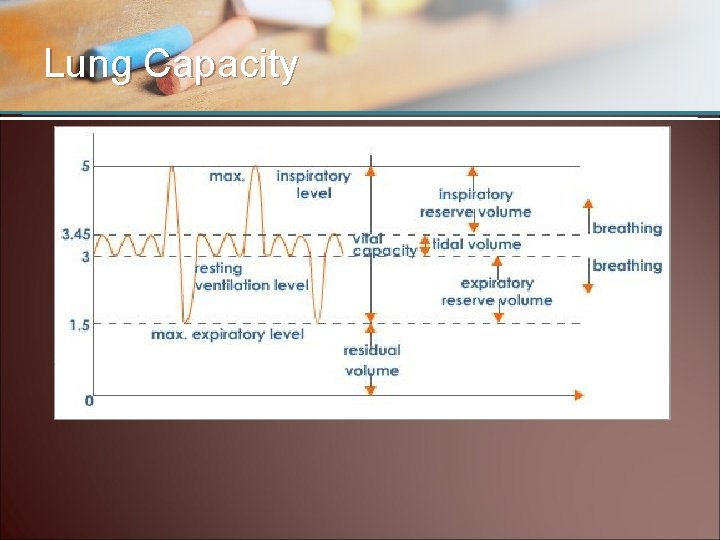 Lung Capacity 