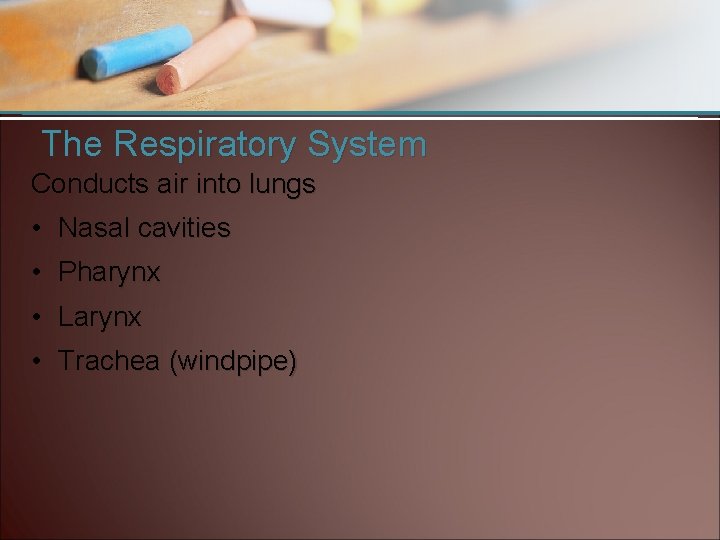 The Respiratory System Conducts air into lungs • Nasal cavities • Pharynx • Larynx