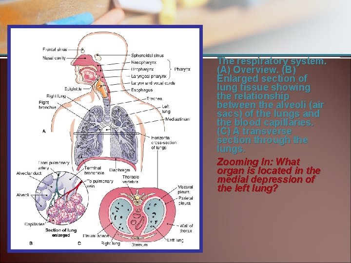 The respiratory system. (A) Overview. (B) Enlarged section of lung tissue showing the relationship