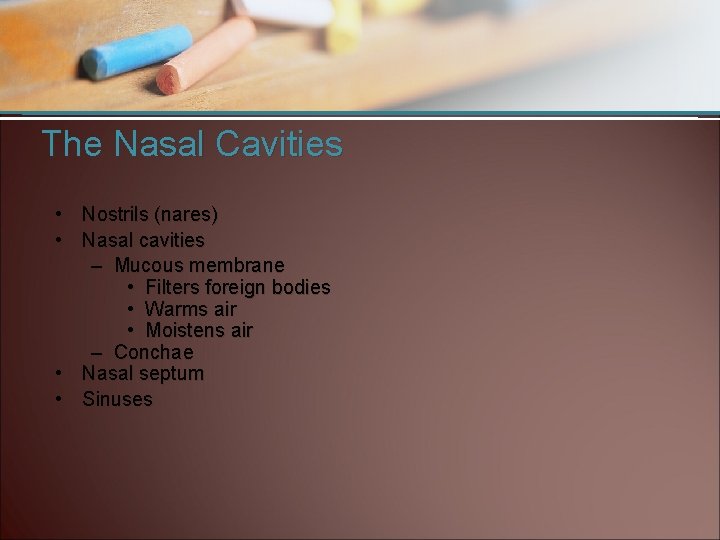 The Nasal Cavities • Nostrils (nares) • Nasal cavities – Mucous membrane • Filters