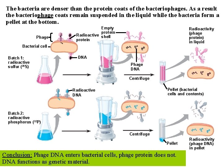 The bacteria are denser than the protein coats of the bacteriophages. As a result