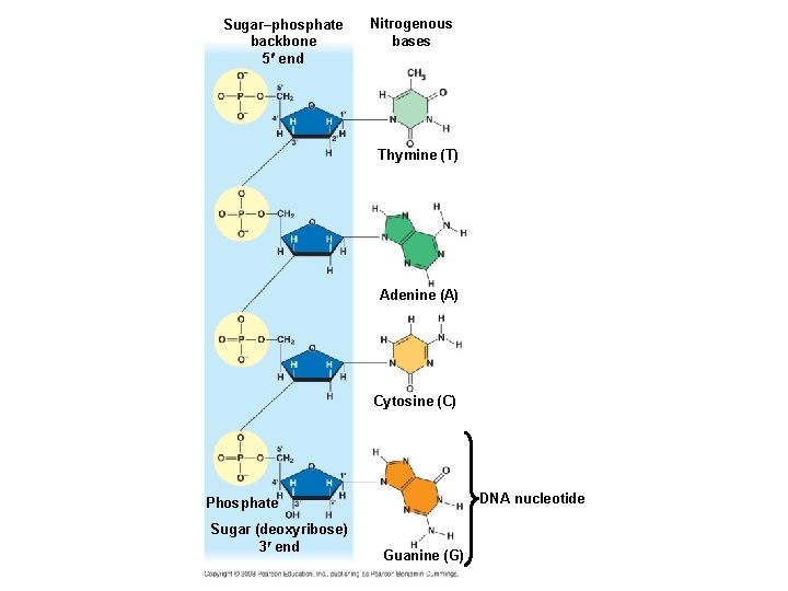 Sugar–phosphate backbone 5 end Nitrogenous bases Thymine (T) Adenine (A) Cytosine (C) DNA nucleotide