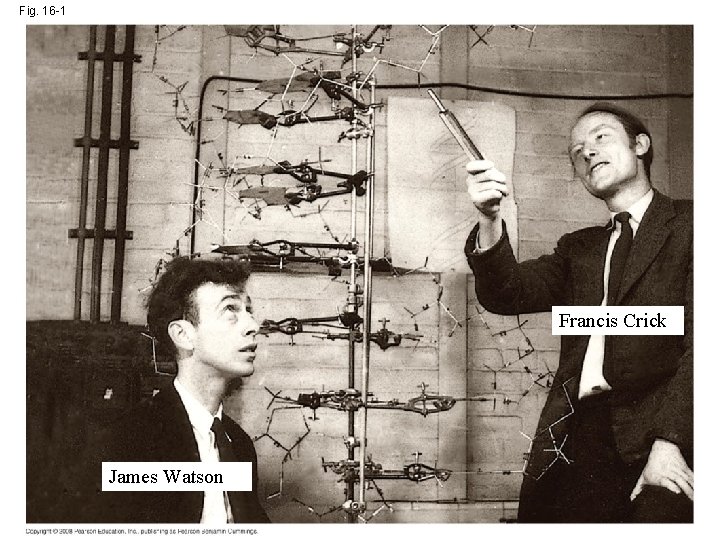 Fig. 16 -1 Francis Crick James Watson 