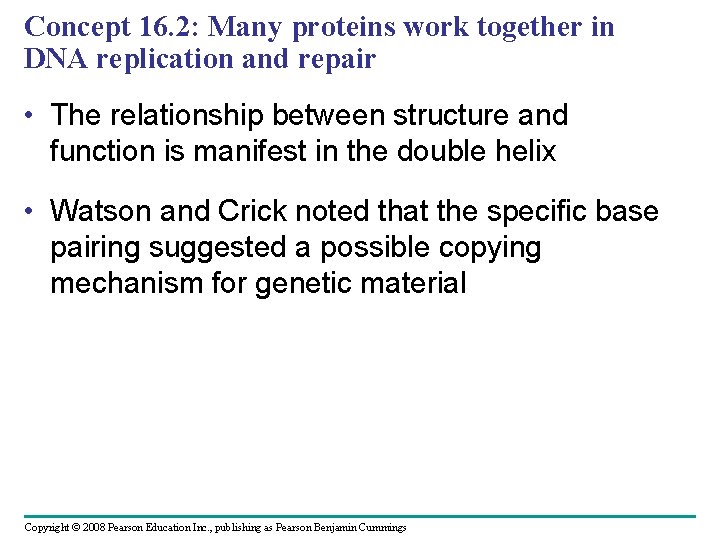 Concept 16. 2: Many proteins work together in DNA replication and repair • The