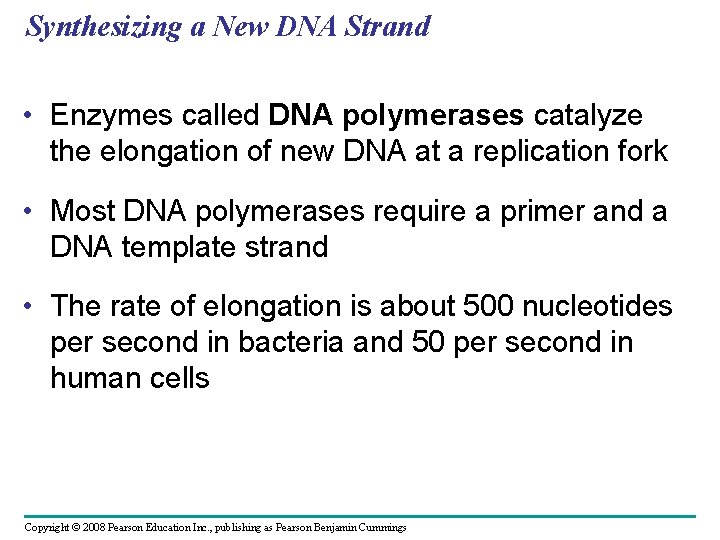 Synthesizing a New DNA Strand • Enzymes called DNA polymerases catalyze the elongation of