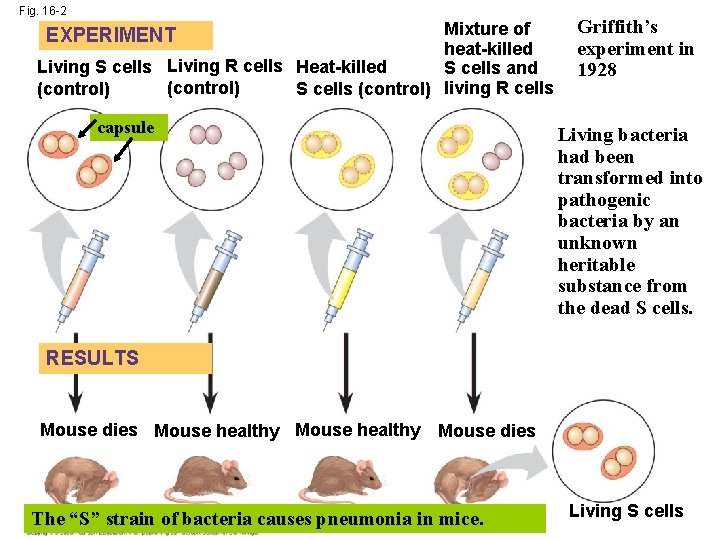Fig. 16 -2 Mixture of heat-killed Living S cells Living R cells Heat-killed S