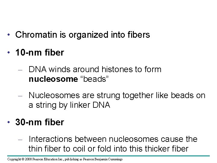  • Chromatin is organized into fibers • 10 -nm fiber – DNA winds