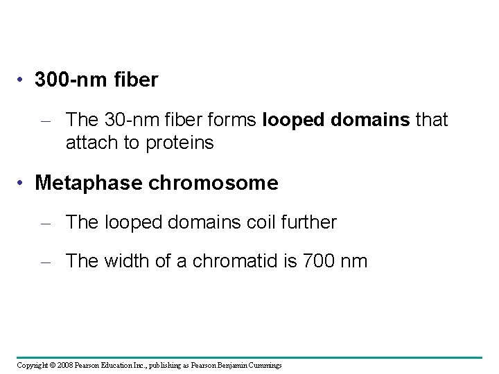  • 300 -nm fiber – The 30 -nm fiber forms looped domains that
