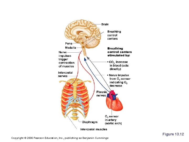 Neural Regulation of Respiration Figure 13. 12 Copyright © 2006 Pearson Education, Inc. ,