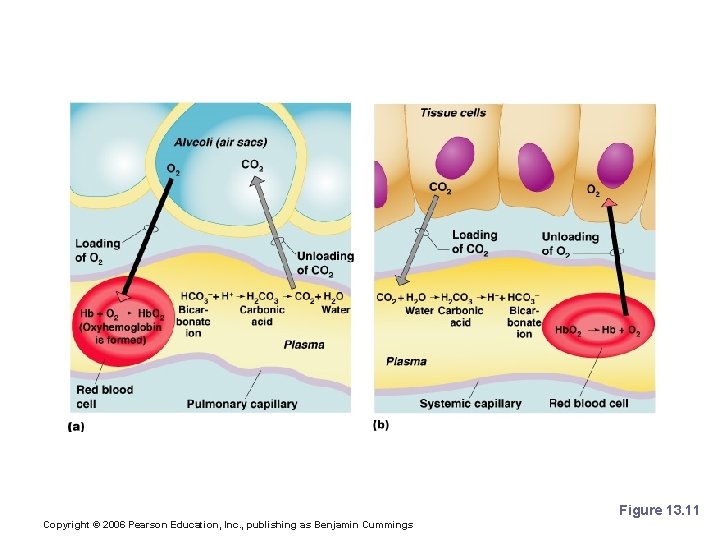 Internal Respiration Figure 13. 11 Copyright © 2006 Pearson Education, Inc. , publishing as