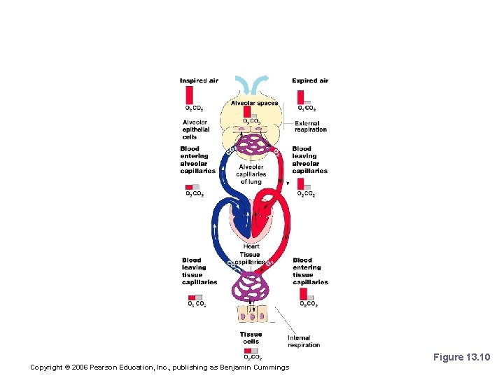 External Respiration, Gas Transport, and Internal Respiration Summary Figure 13. 10 Copyright © 2006